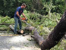 How Our Tree Care Process Works  in  Springfield, SD